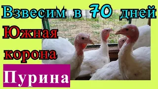 Индейка 70 суток. Хайбрид-Конвертер и БИГ - 6. Южная корона и Пурина. Веса и выгульное содержание