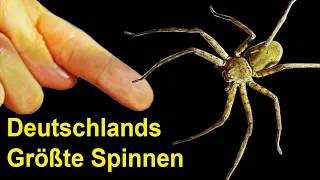 Wie groß können die Spinnen in Deutschland WIRKLICH werden?