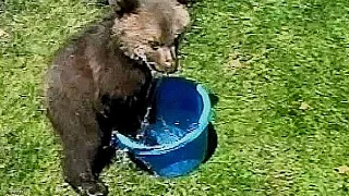 GRIZZLY BEAR CUB IN A BUCKET -  © Denmortube