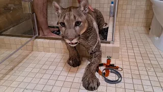 Shower Escape!