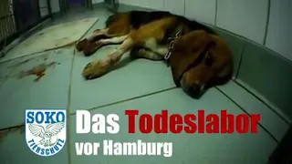 LPT Labor bei Hamburg #Tierversuche - Soko #Tierschutz - Das Todeslabor  #Tierversuchslabor - animal