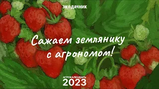 Стратифицируем и сеем землянику Руяну по советам агронома