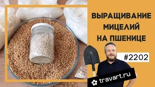 Выращивание мицелий грибов на пшенице. Выращивание грибов Грибоводство  малый бизнес идея ТРАВАРТ