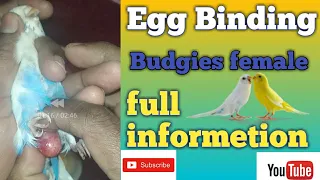 Egg binding  budgies female || budgies parrot egg binding solution full information