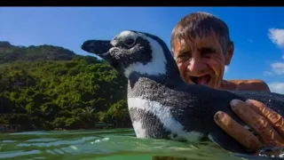 Необычная дружба человека и пингвина, который каждый год возвращается к другу за 8 тысяч километров