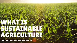 What is Sustainable Agriculture?  And How We Practice It?