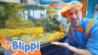 Blippi Learns About Sea Creatures - Meet the Ocean Friends | Education Show For Toddlers