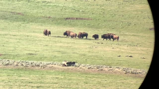 Junction Butte Wolf Pack Rally - June 10, 2017