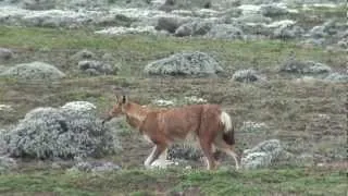 Simien (Ethiopian) Wolf Hunting