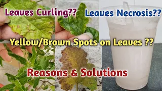 Leaves Curling:- Reasons & Treatments/How to Control Leaves Curling in Plants/Leaf Curling Solution