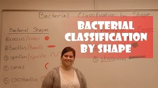 Bacteria Classification by Shape