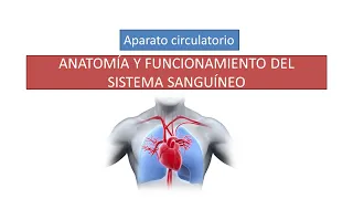 Anatomía y funcionamiento del sistema circulatorio sanguíneo