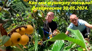 Как мы мушмулу поедали. Лазаревское 30.05.204.🌴ЛАЗАРЕВСКОЕ СЕГОДНЯ🌴СОЧИ.