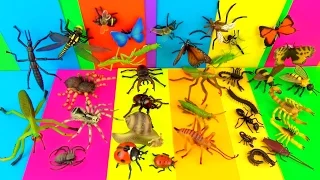 Learn Insects - Scary Bugs Creepy Spiders Kids toys - FUN Ending -Educational