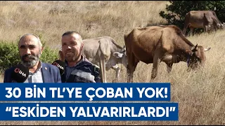 "Çobanlar Eskiden Yalvarırdı" 30 Bin TL'ye Çoban Bulamıyorlar! Çözümü Böyle Buldular | AGRO TV Haber