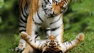 The adorable tiger cub playing with mom