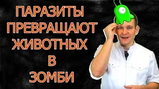 Паразиты которые превращают в Зомби. Механизмы зомбирования.