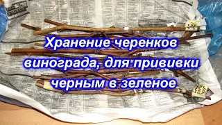 Хранение черенков винограда, для прививки прививки черным в зеленое.