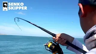 Pier Fishing For GIANT Fish! Florida Fishing