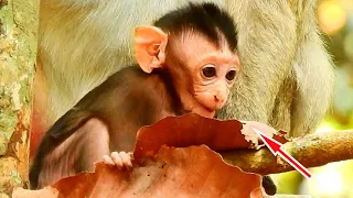 Adorable Baby Madea Monkey Wildlife Look Very Scare Fall Down From High Tree