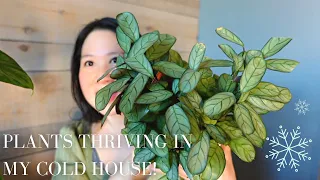 Good HOUSEPLANTS for COLD HOUSE