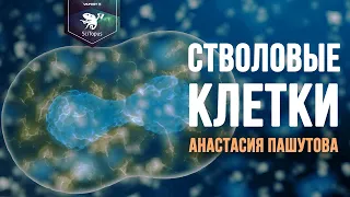 Стволовые клетки. Анастасия Пашутова. Лекторий SciTopus