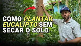 Posso incluir Eucalipto nos meus consórcios Agroflorestais? Alelopatia? Seca o solo?