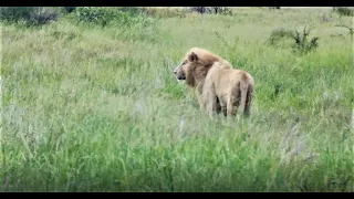 CASPER THE WHITE LION, Doing Much Better! Brother Roaring Next To Him! Kruger National Park!