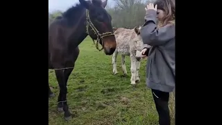 Donkey laughs at Dog getting shocked by electronic fence..🤣🤣