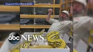 Reptile Keeper Gets Scare From Momma Snake