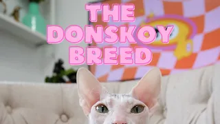 My Hairless Cat is a Donskoy NOT a Sphynx!
