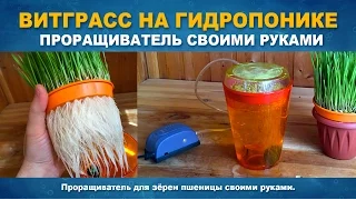 ВИТГРАСС НА ГИДРОПОНИКЕ ЗА 7 ДНЕЙ - Проращиватель своими руками.