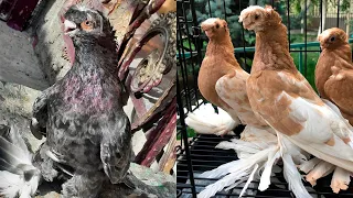 10 000 долларов пара наватов. Двухчубые голуби. Tauben. Pigeons. Palomas. Pombos. کبوترها الحمام