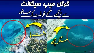 6 Mysterious Deep Sea Creatures Spotted On Google Earth @KhaufnakDuniya  @PurisrarDunya