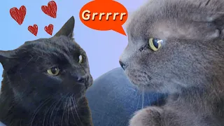 Mini-me 'n Max, the story of two cats. ASMR.  웃긴 고양이, gatto divertente, sjov kat, おかしな猫