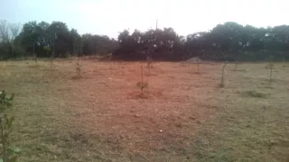 Plantación de pistachos en Ubeda Jaén con 2 años