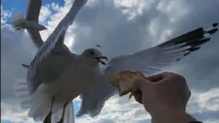 Seagulls eating ...#newyork #usa #pakistan #india #viralvideo #birds #seagulls