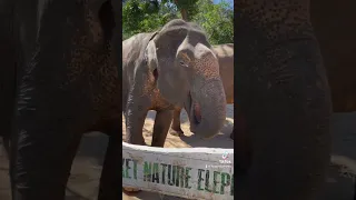 #nature #fun #meeting #friends #elephant #tailand #eternalsummer #banana #holiday