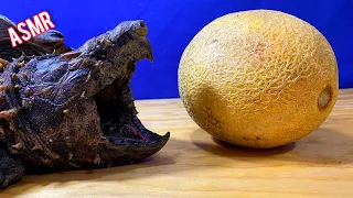 ASMR Turtle Tortoise Eating Fruit MELON 🐢 ASMR Animal