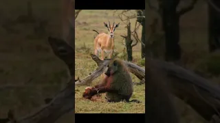 A Baboon eats a Newborn gazelle in front of his helpless Mother😭😭 #animals #gazelle #shorts