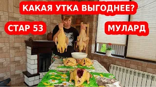 Какая утка мясная, быстро растет: стар 53 или мулард