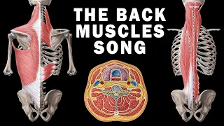 THE BACK MUSCLES SONG