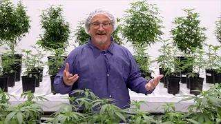 History of 420 (GROWING BELUSHI)