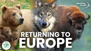 What Is Rewilding? | Rewilding Europe