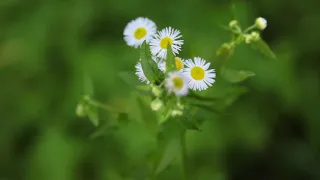 (No Copyright) Free Video Footage - Forest flower [HD 1080p]