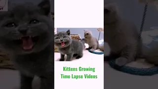 Kittens Growing Time Lapse Videos.  British Shorthair Kitten Evolution - 1 Day  to 3 Months Old