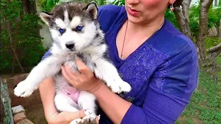 😘Мама Хаски и её милые щенки. Mom Husky and her cute puppies.