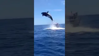 A Mid Air Collision Between and Orca and a Dolphin