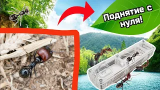 🐜Messor barbarus С НУЛЯ!!! Поднятие и содержание красноголовых жнецов!