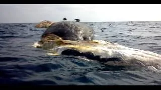 Sharks Feasting on Dead Whale - San Quintin, Baja